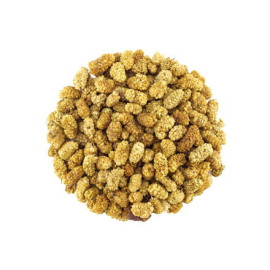 Morwa suszona