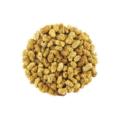 Morwa suszona