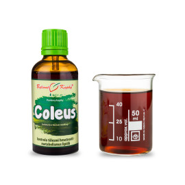 Coleus krople (nalewka) 50 ml
