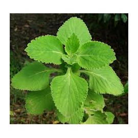 Forskolina 20% Ekstrakt - Coleus Forskohlii - 10g