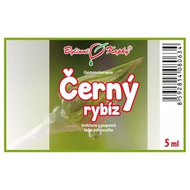 Pąki czarnej porzeczki 5 ml - gemmoterapia