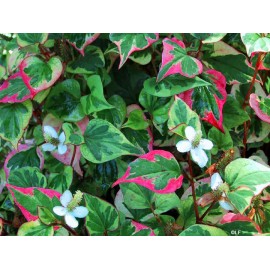 Houttuynia cordata - Houttuynia cordata - 50g posiekane