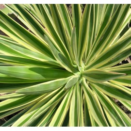 Liść juki - Yucca aloifolia - 100g posiekany