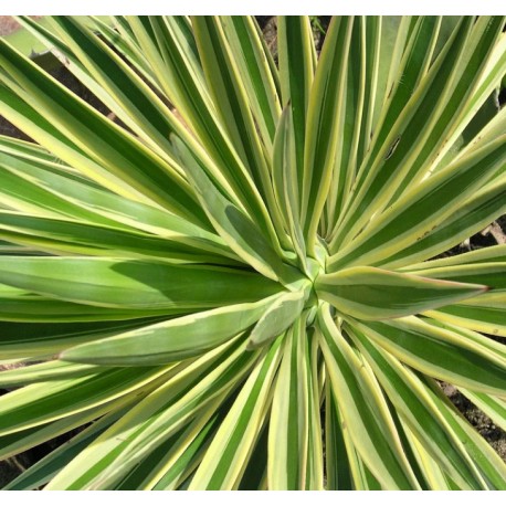 Liść juki - Yucca aloifolia - 100g posiekany