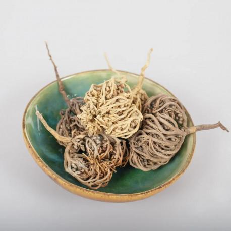 Anastatica hierochuntica - ziele - 100g