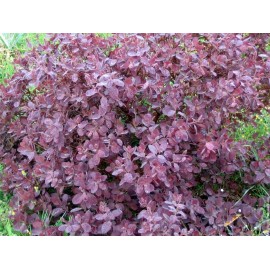 Liść sumaka włochatego - Cotinus coggygria - 250g posiekany