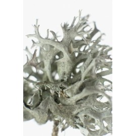 Porost islandzki - Cetraria islandica - 50g mielony