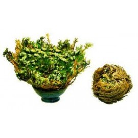 Róża jerychońska - Selaginella lepidophylla - duża