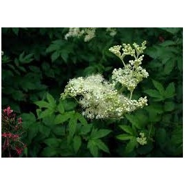 Wiąz krwawnikowy - Filipendula ulmaria - 100g posiekany
